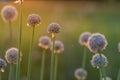 Onion seeds and seed head, allium seed saving in the vegetable garden. Green onion blooming in the garden, Welsh, morning light at Royalty Free Stock Photo