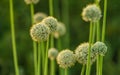 Onion seeds and seed head, allium seed saving in the vegetable garden. Green onion blooming in the garden, Welsh, morning light at Royalty Free Stock Photo