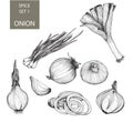 Onion. Set of illustrations