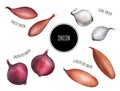 Onion set watercolor, red onion, shallots, Florentine onions, Pearl onion Royalty Free Stock Photo