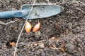 Onion sets getting ready to go into the garden Royalty Free Stock Photo