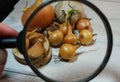onion sevok and garlic