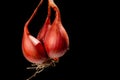 Onion,Shallot, black background ,