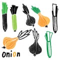 Onion and shallot. Graphic texture elements. Vector set,