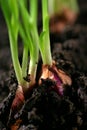 Onion shoot Royalty Free Stock Photo