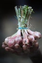 Onion shoot in nice blurred background on hand Royalty Free Stock Photo