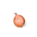 Onion sketch color drawing isolated over white Royalty Free Stock Photo