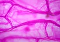 Onion skin viewed under microscope with pink stain Royalty Free Stock Photo