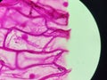 Onion skin viewed under microscope with pink stain Royalty Free Stock Photo