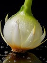 Onion Slice Isolated on plain back drops Royalty Free Stock Photo