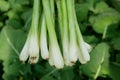 Onion spring harvest sibies scallion stem stalk hand Allium cepa thick bulb harvesting common organic plant young Royalty Free Stock Photo