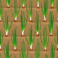 Onion sprout vegetable patches in row seamless