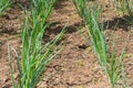 Onion almost sprouted in the garden