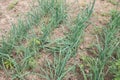 Onion sprouts in early spring at the kitchen garden Royalty Free Stock Photo