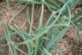 Onion sprouts in early spring at the kitchen garden Royalty Free Stock Photo