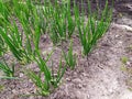 Onion sprouts in early spring at the kitchen garden Royalty Free Stock Photo