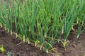 Onion sprouts in early spring at the kitchen garden. Royalty Free Stock Photo