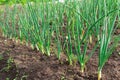 Onion sprouts in early spring at the kitchen garden. Royalty Free Stock Photo