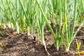 Onion sprouts in early spring at the kitchen garden. Royalty Free Stock Photo