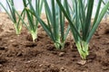 Onion sprouts in early spring at the kitchen garden, Onion plantation in the vegetable garden Royalty Free Stock Photo