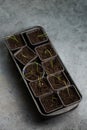 onion sprouts in pots