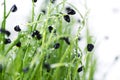 onion sprouts on a white background, microgreens on a white background close-up, healthy food, microgreens and vagana