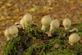 Onion-stalk parasol mushrooms in the forest