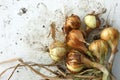 Onion still life outdoors. Bulbs after digging out of the soil