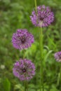 Onion Suvorov Allium suworowii is part of the mountain bows