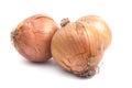 Onion Royalty Free Stock Photo