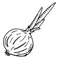 Onion. Vector illustration of onion. Hand drawn bow. Doodle onion vegetable isolated icon