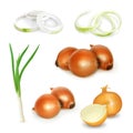 Onion vector illustration