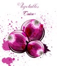 Onion watercolor Vector. Delicious colorful designs illustration