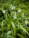 Onion Weed Or Three Cornered Leek