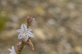 Onion weed (Asphodelus fistulosus)