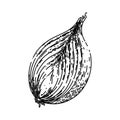 onion white sketch hand drawn vector