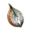 onion white sketch hand drawn vector