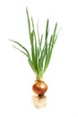 Onion Royalty Free Stock Photo