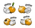 Onion whole and sliced. Fresh vegetables label set vector illustration