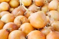 Onions Royalty Free Stock Photo