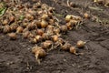 Farmland soil with onions