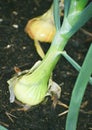 Onions in Bloom