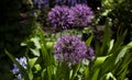 Onions bloom in spring. Purple ornamental onion flower, close up. Globular allium flower. Planting a decorative bow for landscape Royalty Free Stock Photo