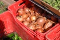 onions in a box near a store in Cyprus 1 Royalty Free Stock Photo