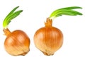 Onions bulb with growing greens isolated on white background Royalty Free Stock Photo
