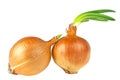 Onions bulb with growing greens isolated on white background Royalty Free Stock Photo