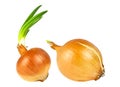 Onions bulb with growing greens isolated on white background Royalty Free Stock Photo