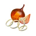 Onions bulb and slice and funyuns spice. Onion set isolated on white background. Watercolor illustration