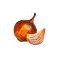 Onions bulb and slice spice. Onion set isolated on white background. Watercolor illustration