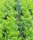 Vegetable green bed Royalty Free Stock Photo